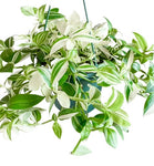 Tradescantia White Plant 6Inches Flowering Inch Spiderwort Wandering Jew Plant Hanging Foliage Live Plant Ht7 Best