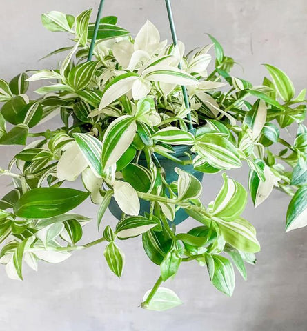 Tradescantia White Plant 6Inches Flowering Inch Spiderwort Wandering Jew Plant Hanging Foliage Live Plant Ht7 Best