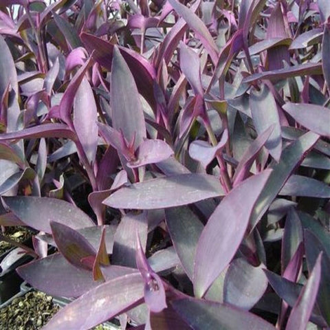 20Cuttings Tradescantia Pallida Purple Heart Moses Wandering Jew 3" Long Ground Plant Not Rooted