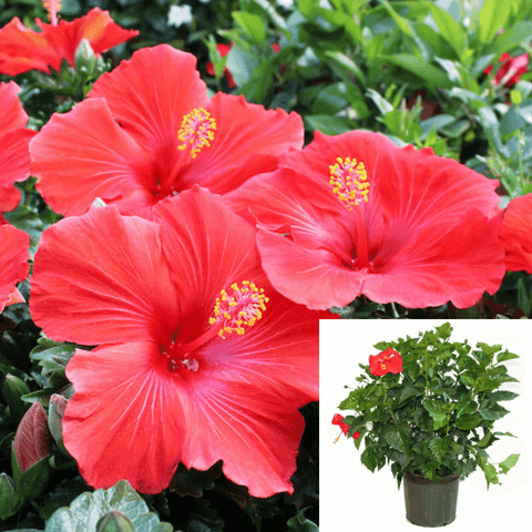 Hibiscus Red 1Gallon Hibiscus Red Plant Red Tropical Hibiscus Chinese Hibiscus Live Plant 2 2.5 Ft Tall Plant Flower Gr7
