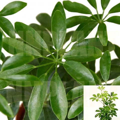 5 Cuttings Schefflera arboricola Dwarf umbrella tree Umbrella Arbricola Green Umbrella Shrub 5"Long Plant Not Rooted