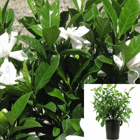 Gardenia August Beauty 1Gallon Gardenia White Flower Live Plant Outdoor Fr7