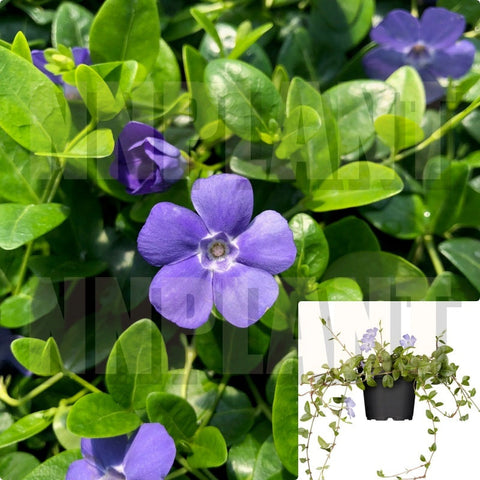 Vinca Minor Bowles Plant Bowles Periwinkle 1Gallon Plant Lesser Periwinkle Dwarf Per Mr