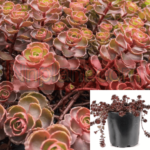 Sedum Spurium Dragons Blood 1Gallon Pot Plant Caucasian Stonecrop Burgundy Succulent Live Plant Mr7Ht7 Best