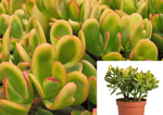 5 Cuttings Crassula Ovata Sunset Golden Jade Tree Succulent Not Rooted LIVE PLANT