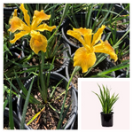 Iris Pacific Coast New Yellow 1Gallon Plant Iris Siskiyou Plant Iris Pch Yellow Plant Flower Plant Ho7 ckt7