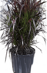 Pennisetum Rubrum 5Gallon Pennisetum Rubrum Purple Pennisetum Set Cupreum Fountain Grass Gr7 Live Plant