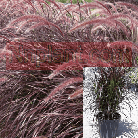 Pennisetum Rubrum 5Gallon Pennisetum Rubrum Purple Pennisetum Set Cupreum Fountain Grass Gr7 Live Plant