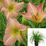 Hemerocallis George Bingham 1Gallon Daylily Hemerocallis George Caleb Bingham Plant Perennials Outdoor Live Plant Mr7