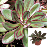 Pain Echeveria Cactus Succulents Echeveria Nodulosa  succulent plants Ht7 n 4Inches Pot