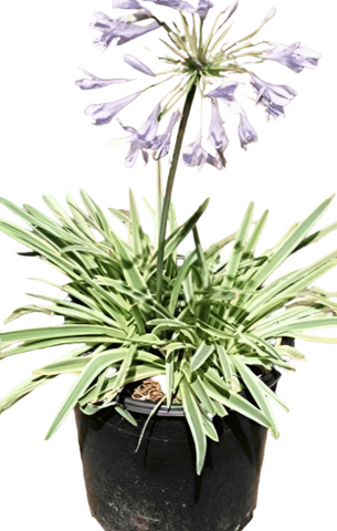 Agapanthus Africanus Variegatus 1Gallon African Lily Tinkerbell White And Green Live Plant Gg7