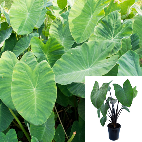 Taro Eddo Dasheen Plant Herbdaceous 1 Gallon Arum Araceae Rootlike Corm Taro Elephant Ear Plant Colocasia Esculenta Plant Ht7