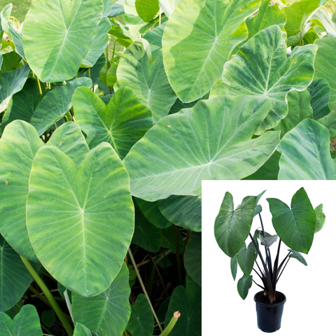 Taro Eddo Dasheen Plant Herbdaceous 1 Gallon Arum Araceae Rootlike Corm Taro Elephant Ear Plant Colocasia Esculenta Plant ht7