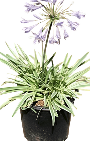 Agapanthus Africanus Tinkerbell 1Gallon African Lily Tinkerbell White And Green Live Plant Ho7 Ht7
