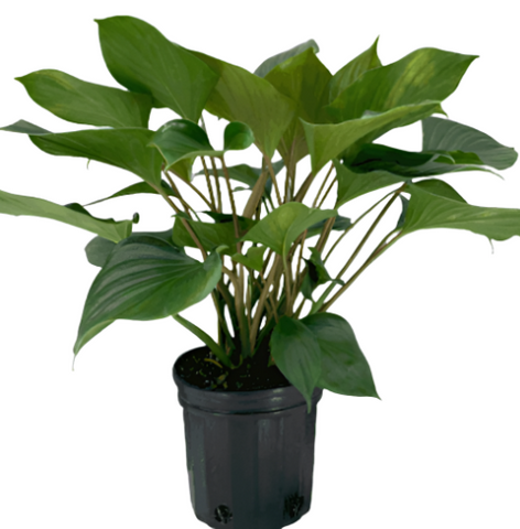 Emerald Gem Plant Homalomena 1Gallon Pot Premium Rare 2Ft Tall House Full Large Live Plant Ht7