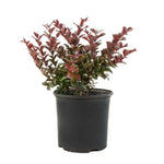 Photinia Dynamo Red 1Gallon Fraser Photiniafraser Photinia Hedge Photinia Fr7