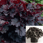 Heuchera Micrantha Palace Purple Coral Bells Plant M Palace Purple 5Gallon Live Plant Mr7Ht7