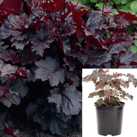 Heuchera Palace Purple Plant Heuchera Micrantha Palace Purple 1Gallon Coral Bells Live Plant Outdoor Plant Bush Gr7