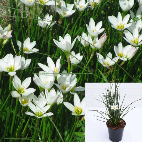 Zephranthes Candida 1Gallon Plant Fairy Lily Zephyranthes Candida Plant Grasses Ennial White 1Gallon Live Plant Outdoor