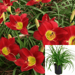 Hemerocallis Daylily Bright Red 1Gallon Hemerocallis Ruby Bella Flowering Perennials Live Plant Ht7