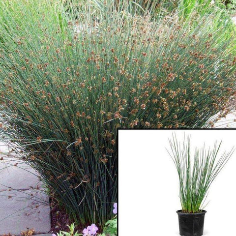 Juncus Patens 5Gallon California Gray Rush Elk Blue 5Gallon Juncus Eff Elk Blue Plant Grass Live Plant Fr7