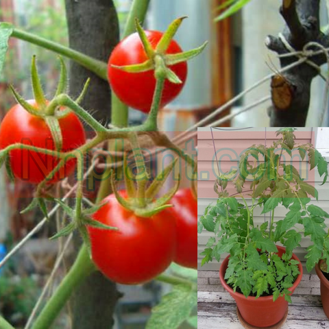 Tomatoes Micro Tom Tomatoes Plant 1Gallon Cherry Tomato Live Plant Pv7Ht7 Best