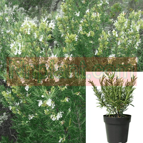 Rosmarinus Off Alba 5Gallon Rosemary White Plant Rosmarinus Officinalis Alba Live Plant Mr7 Ht7