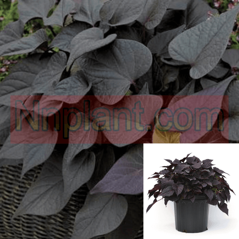 Ipomea Cordate Blackie Plant 6Inches Pot Black Heart Sweet Potato Vine Live Plant