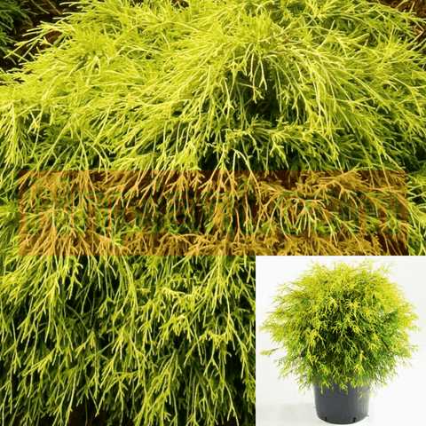 Chamaecyparis Golden Mops 1Gallon Chamaecyparis Pisifera Golden Mops Lime 1Gallon Pot Sawara Cypress Plant Grass Live Plant Ho7
