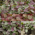 Ajuga Reptans Burgundy Glow Plantburgundy Glow Bugleweed 1Quart Pot Houselive Plant Mr7Ht7 Best