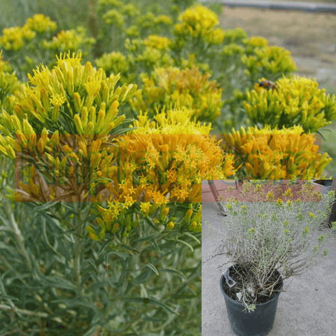 Ericameria Naus Albicaulis 3Gallon Chrysothamnus Naus Var Nauseosus Dwarf Yellow Grass Live Plant Ho7