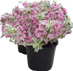 Weigela Florida Variagata Nana 5 Gallon Dwarf Pink Live Plant Mr7