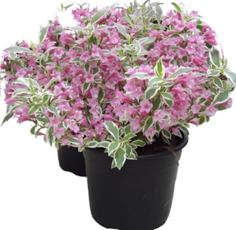 Weigela Florida Variagata Nana 5 Gallon Dwarf Pink Live Plant Mr7