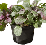 Ajuga Reptans Burgundy Glow Plant Burgundy Glow Bugleweed 1Gallon Pot Houselive Plant Onsale Ht7 Best