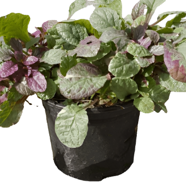 Ajuga Reptans Burgundy Glow Plant Burgundy Glow Bugleweed 1Gallon Pot Houselive Plant Onsale Ht7 Best