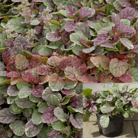 Ajuga Reptans Burgundy Glow Plantburgundy Glow Bugleweed 1Quart Pot Houselive Plant Mr7Ht7 Best