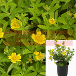 Potentilla Verna Plant 12Packs Of 2Inches Pot Potentilla Neumanniana Yellow Plant Live Plant Cover