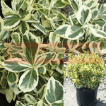 Euonymus Silver Queen 1Gallon Plant Winter Creeper Silver Live Plant Fr7