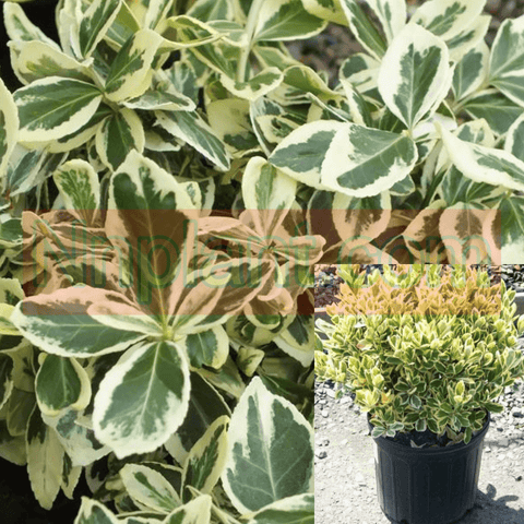 Euonymus Silver Queen 1Gallon Plant Winter Creeper Up Straight Bushes Silver Live Plant Fr7 Ht7