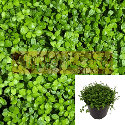 Babys Tears Soleirolia Plant 6Packs Angels Tears Plant Of Live Plant In 2Inches Pot Six Packs Ht7 Best