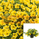 Calibrachoa Golden Girl 6Inches Plant Superbells Yellow Plant Flower Outdoor