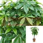 Pachira Braid Plant Guiana Chestnut Live Plant 12 inches Pot Indoor Healthy PFKC ht7