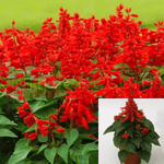 Salvia Splendens Mojave 6Inches Plant Red  flower Salvia Live Plant  ht7