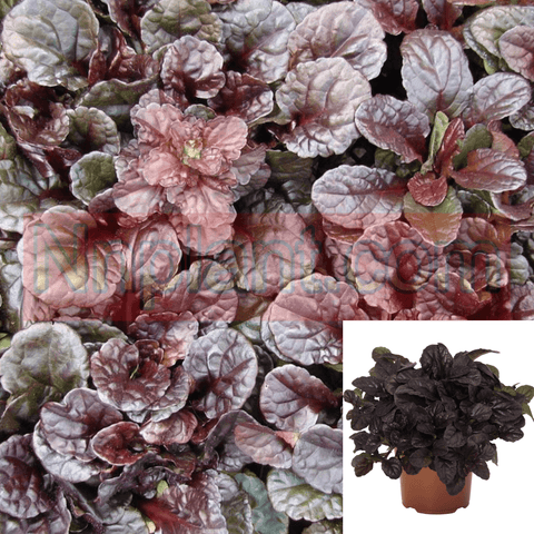 Ajuga Reptans Mahogany Plant Ajuga Reptans Mahogany Plant Bugleweed Herbaceous 1Gallon Pot Houselive Plant Mht7