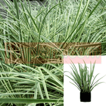 Carex Oshimensis Everest Plant 1Gallon Plant Japanese Sedge Plant Grass Live Plant Mr7