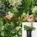 Heteromeles Arbutifolia 1 Gallon Toyon Tree Fr7 Live Plant