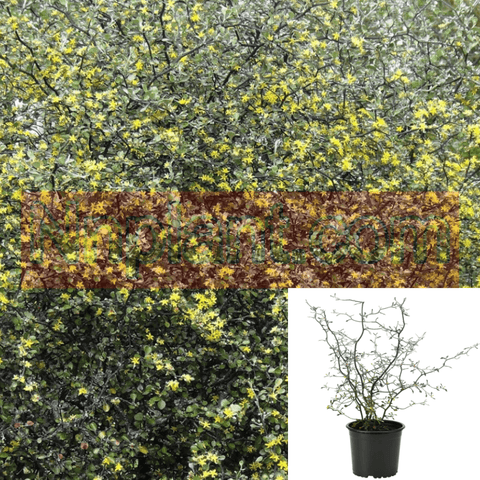 Corokia Cotoneaster 3Gallon Pot Wire Netting Bush Plant Grass + Live Plant Ho7