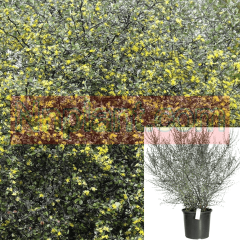 Corokia Cotoneaster 5Gallon Pot Wire Netting Bush Plant Grass Live Plant Ho7