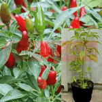 Pepper African Bird Eye Red Chili Plant 1Gallon Capsicum Frutescens African Devil Live Plant Best Pv7Ht7 Best