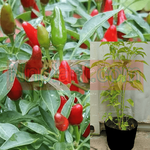 Pepper African Bird Eye Red Chili Plant 1Gallon Capsicum Frutescens African Devil Live Plant Best Pv7Ht7 Best